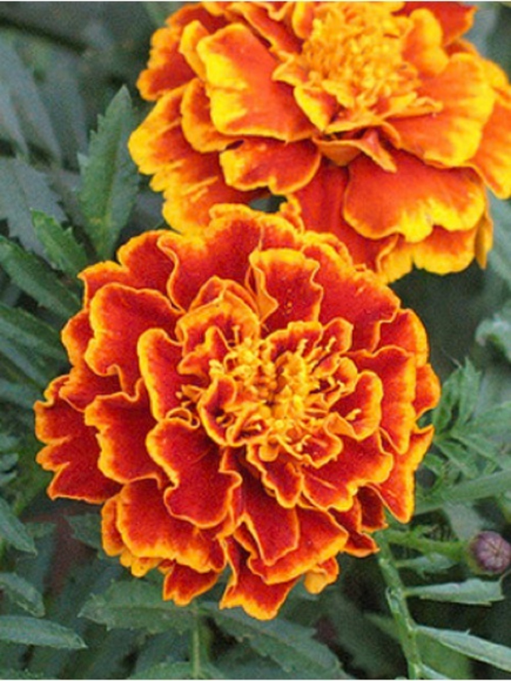 1000+ Marigold Seeds